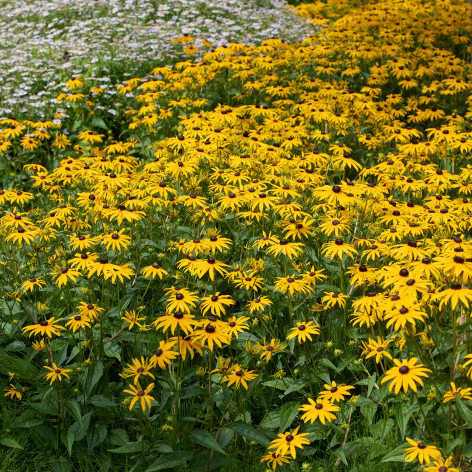 Sädepäivänhattu 'Goldsturm' (Rudbeckia fulgida var. sullivantii)